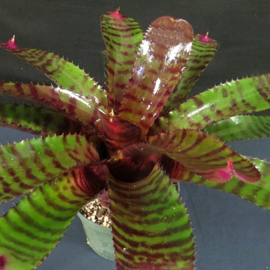 Neoregelia 'Red Tiger' (AKA 'Grove's Red Tiger')