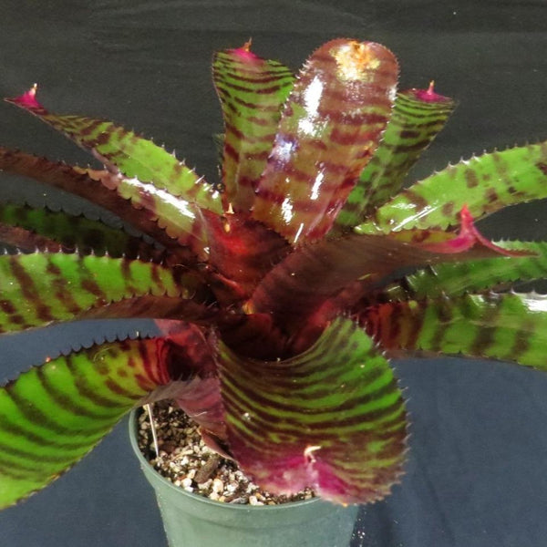ブロメリア・エアープランツ Neoregelia Groves Red Tiger variegated