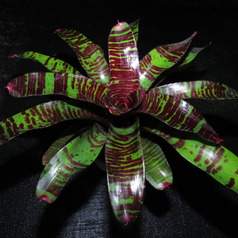 Neoregelia 'Red Zone' - Bromeliad Paradise