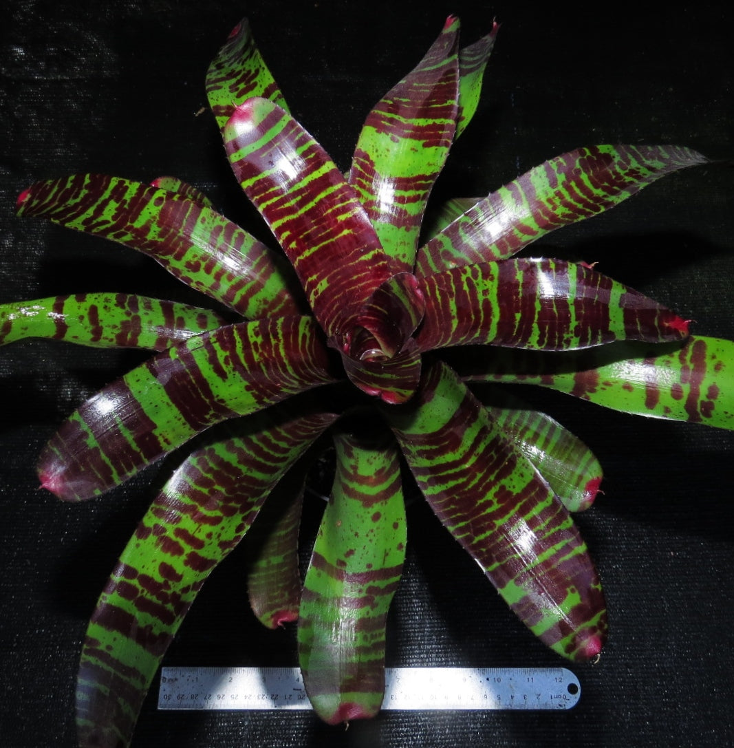 Neoregelia 'Red Zone' - Bromeliad Paradise
