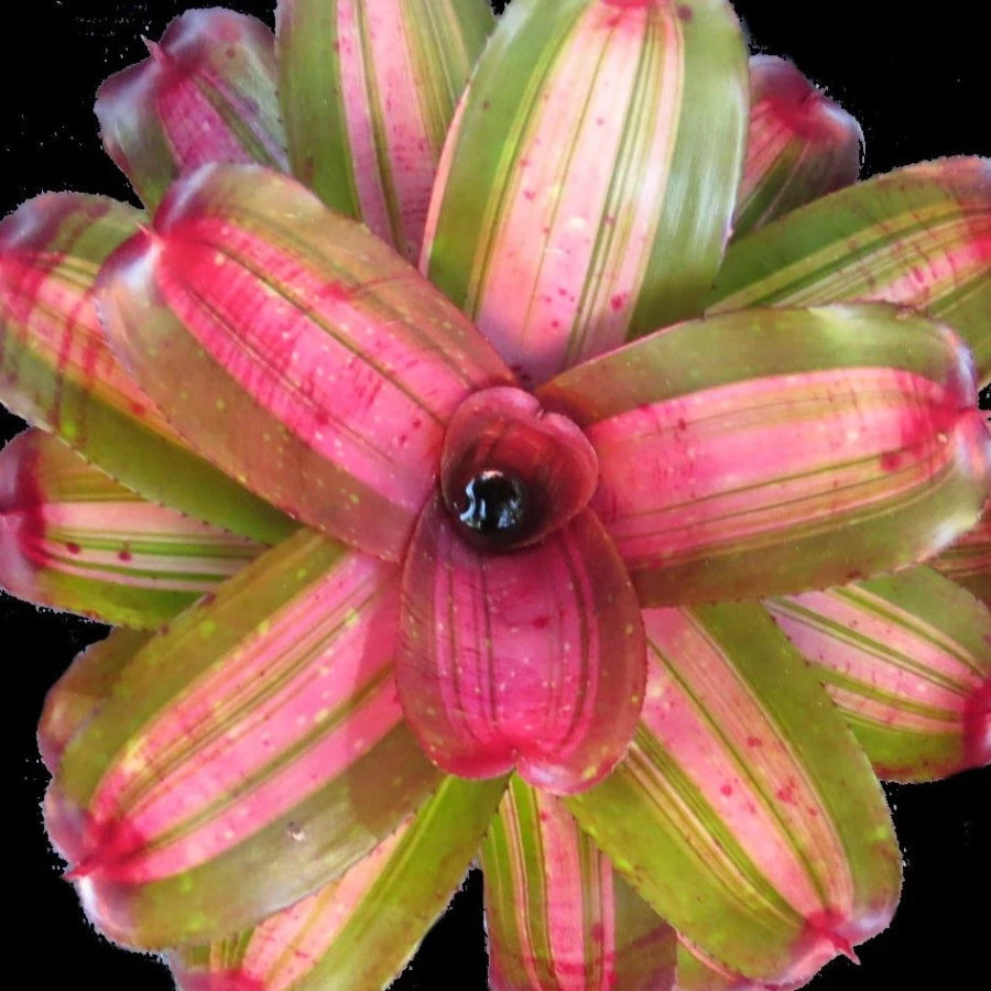 Neoregelia 'Reubens Angel' | Bromeliad Paradise
