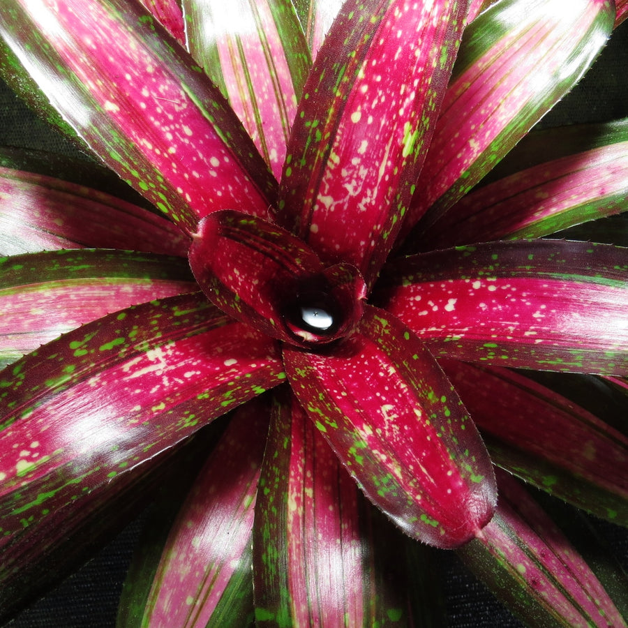 Neoregelia 'Royal Cordovan' x 'Tricolor'
