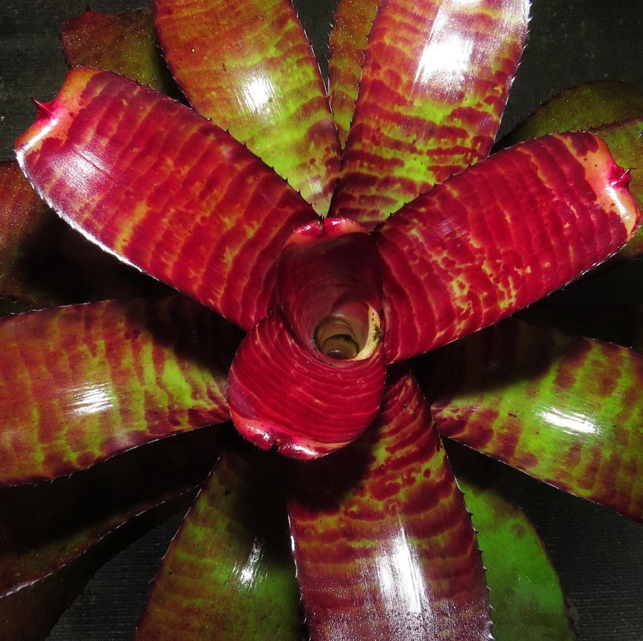 Neoregelia 'Royal Tiger'