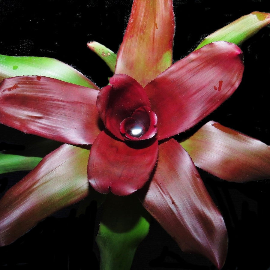 Neoregelia 'Royal Cordovan'