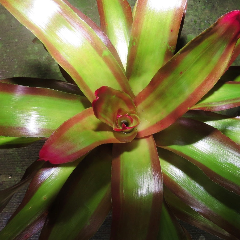 Neoregelia 'Shelldance' - Bromeliad Paradise