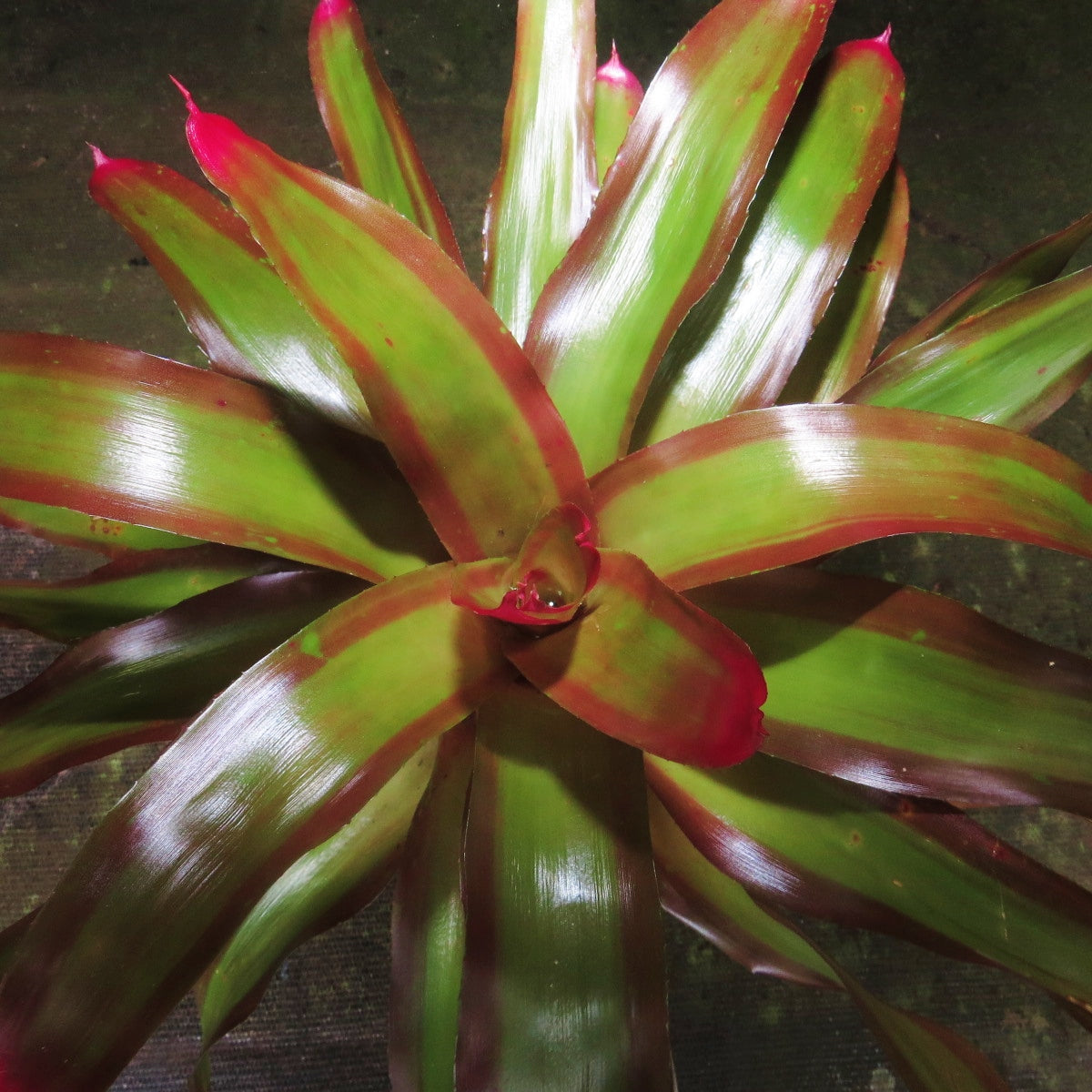 Neoregelia 'Shelldance' - Bromeliad Paradise