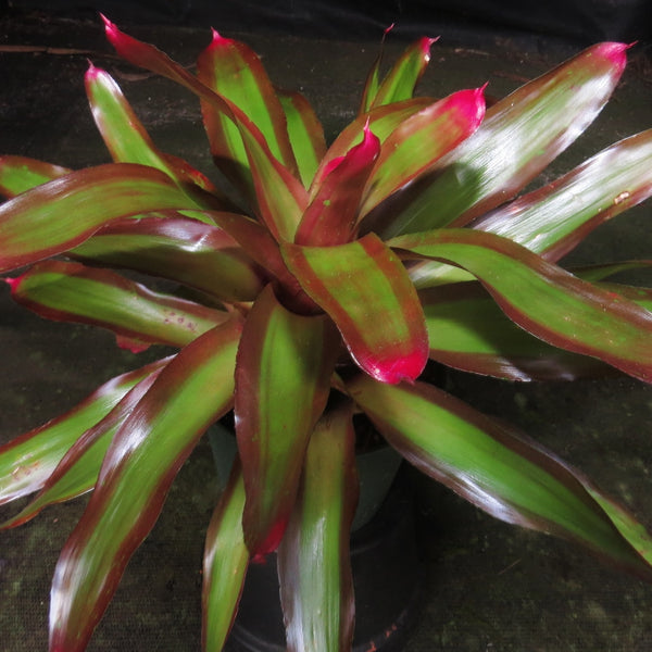 Neoregelia 'Shelldance' - Bromeliad Paradise