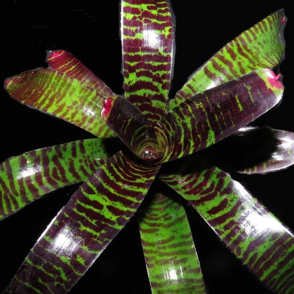 Neoregelia 'Veiled Serpent'