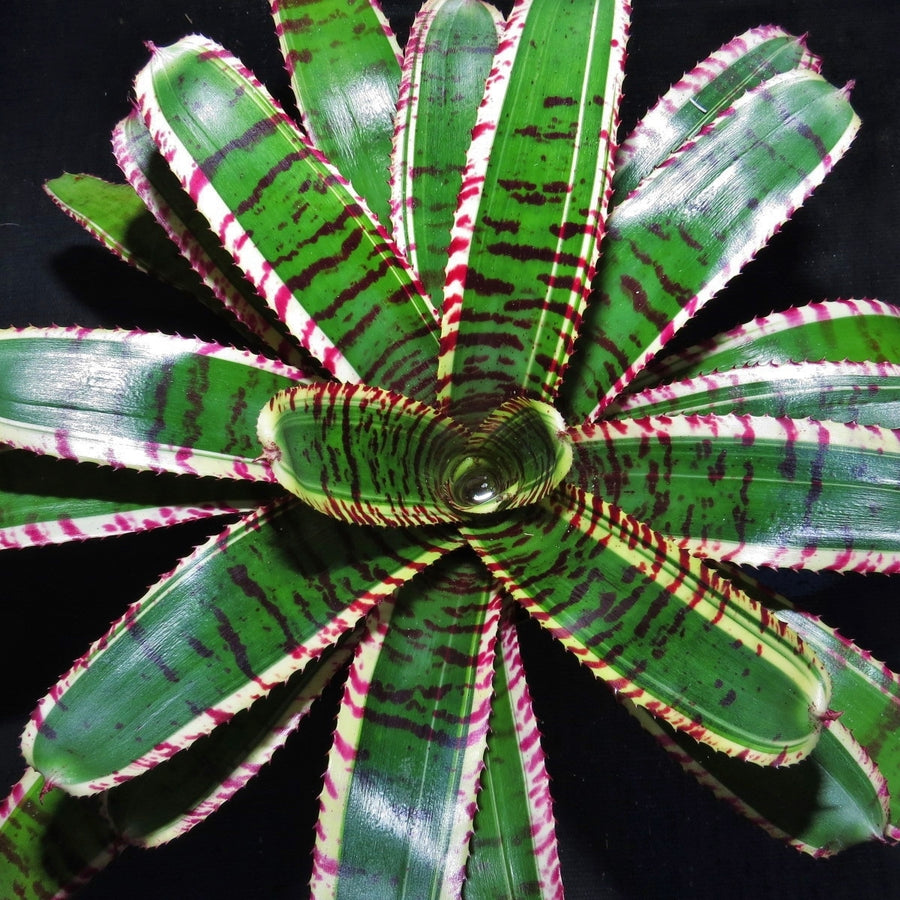 Neoregelia 'Star Wars'