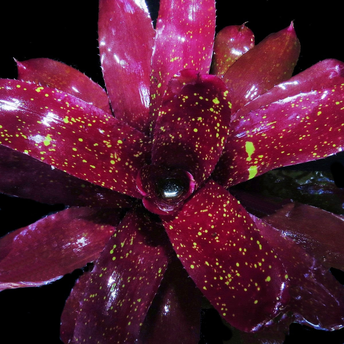 Neoregelia 'Super Aztec' x 'Skotak's Tiger' - Bromeliad Paradise