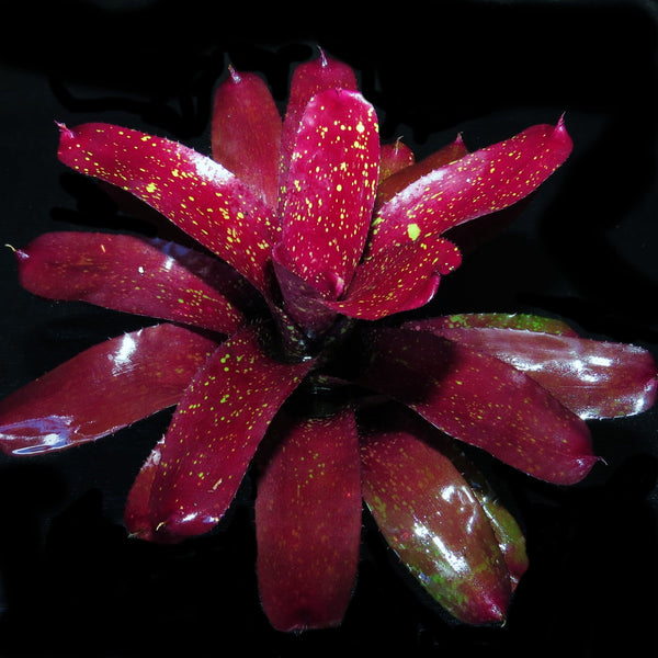 Neoregelia 'Super Aztec' x 'Skotak's Tiger' - Bromeliad Paradise