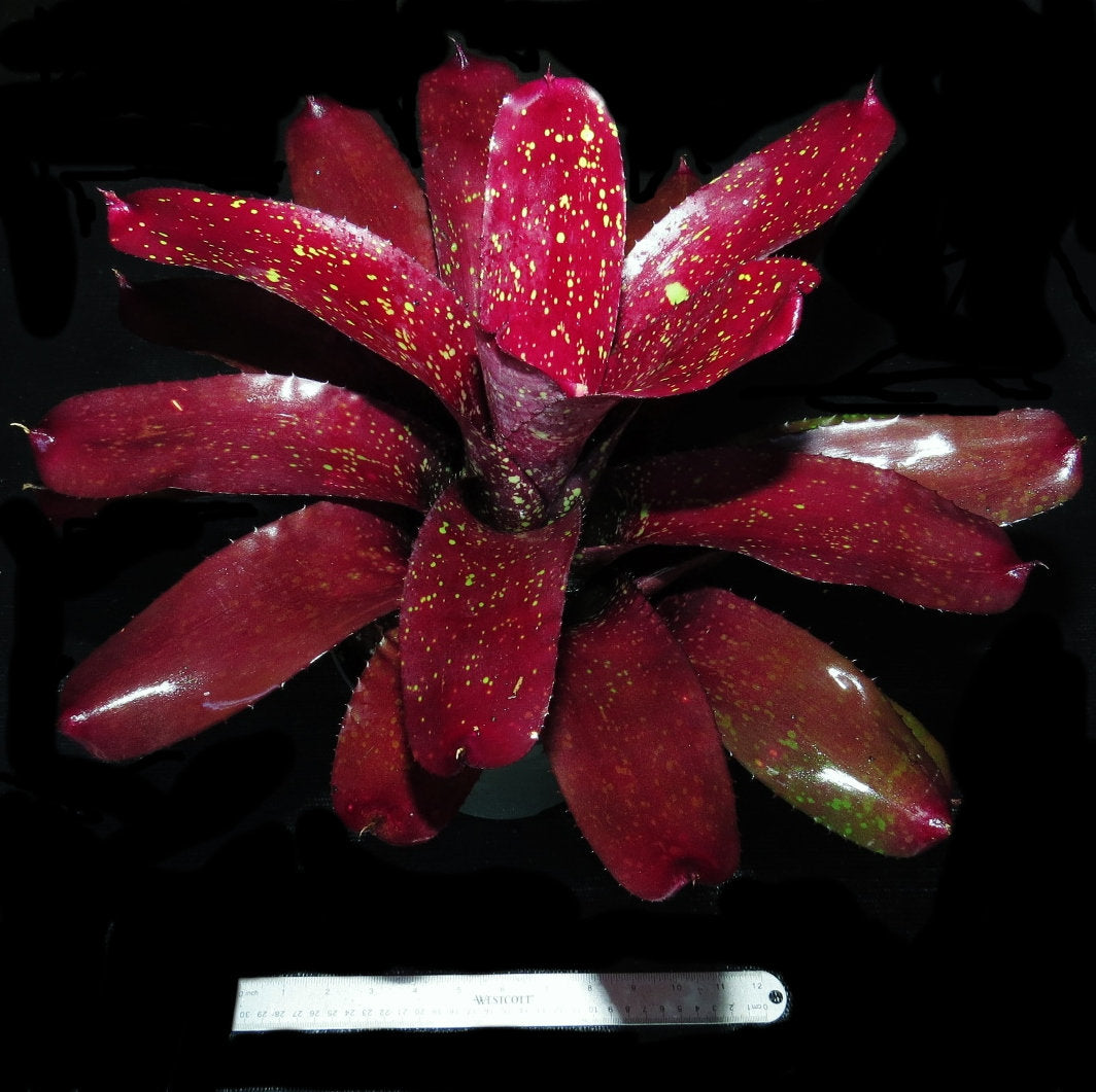 Neoregelia 'Super Aztec' x 'Skotak's Tiger' - Bromeliad Paradise
