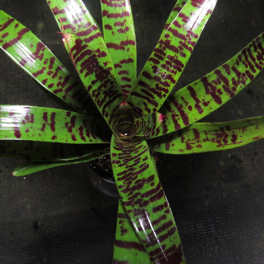 Neoregelia 'Tarantula'