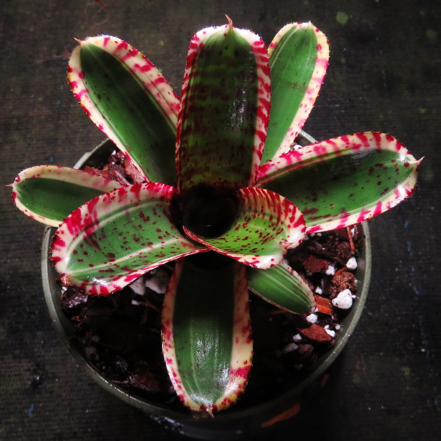 Neoregelia 'Toy Tiger'