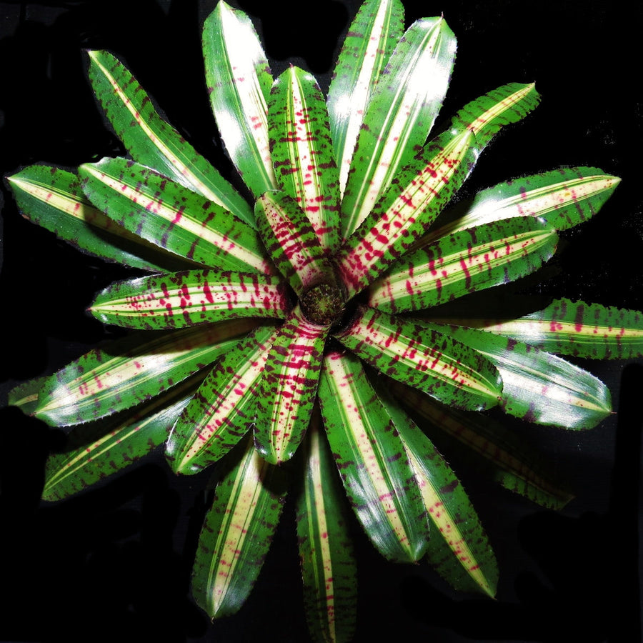 Neoregelia 'Unraveled'