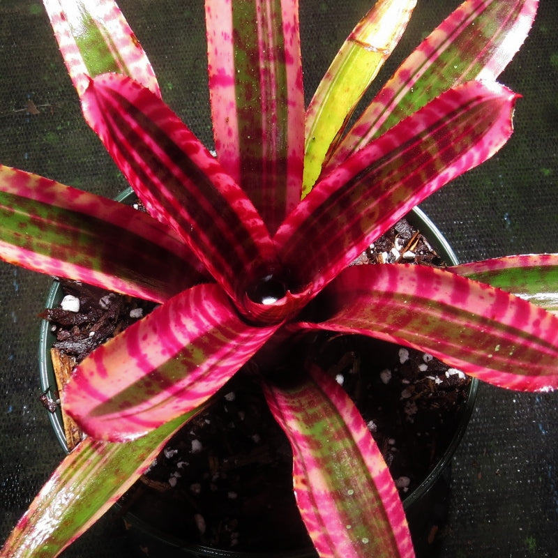 Neoregelia 'White Hot Embers'