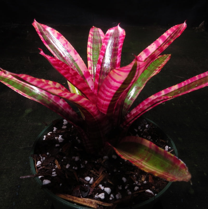 Neoregelia 'White Hot Embers' - Bromeliad Paradise