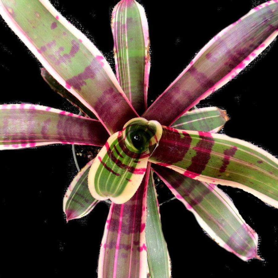 Neoregelia 'Wild Dynamo' | Bromeliad Paradise