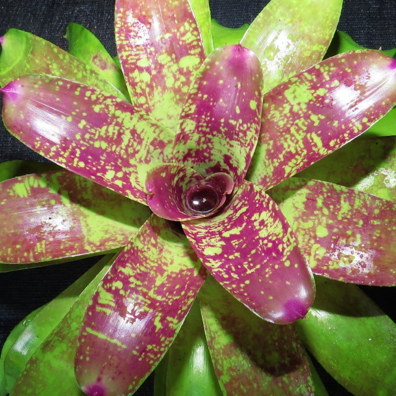 Neoregelia 'Wisteria'