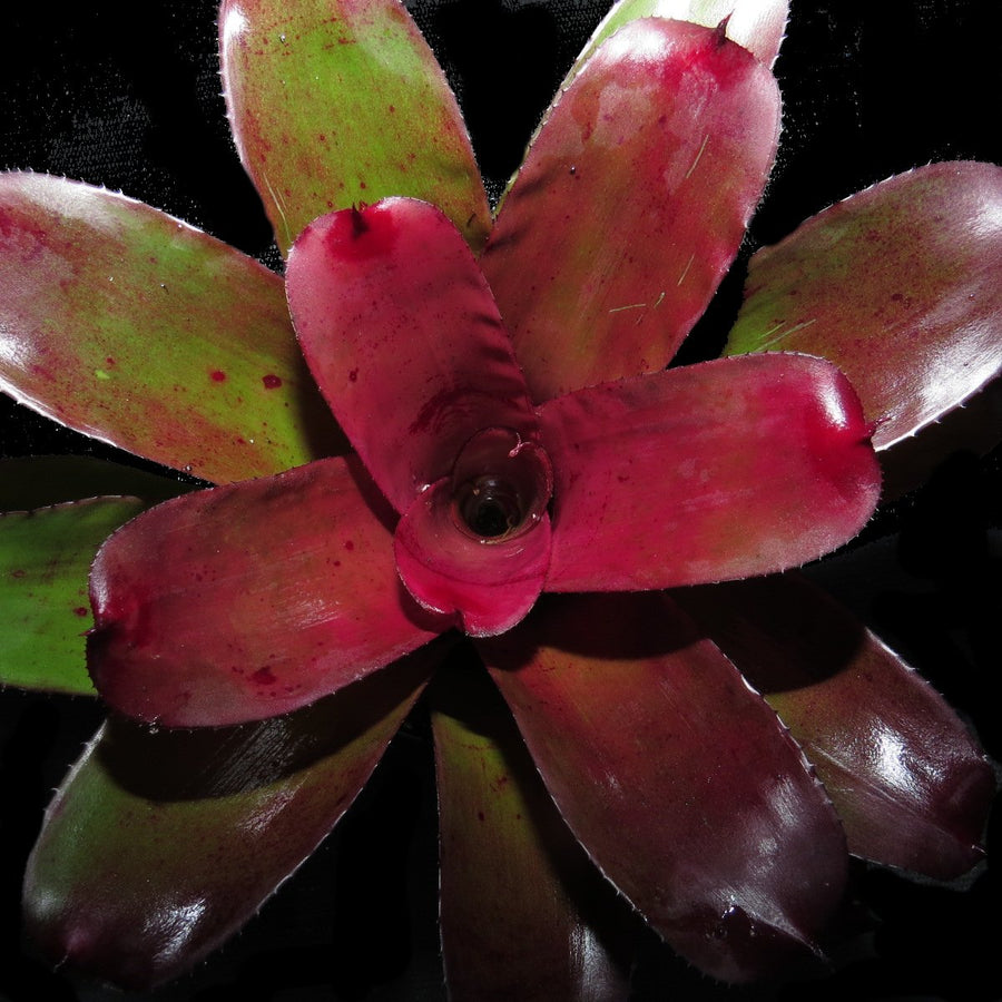 Neoregelia carcharodon 'Rubra' x 'Skotaks Tiger' | Bromeliad Paradise