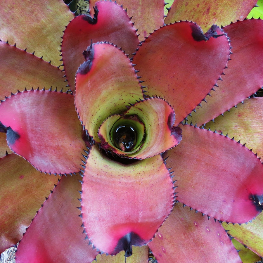 ブロメリア・エアープランツ Neoregelia Carcharodon Red Spotted Neoregelia carcharodon 'Red Spots' - Bromeliad Paradise