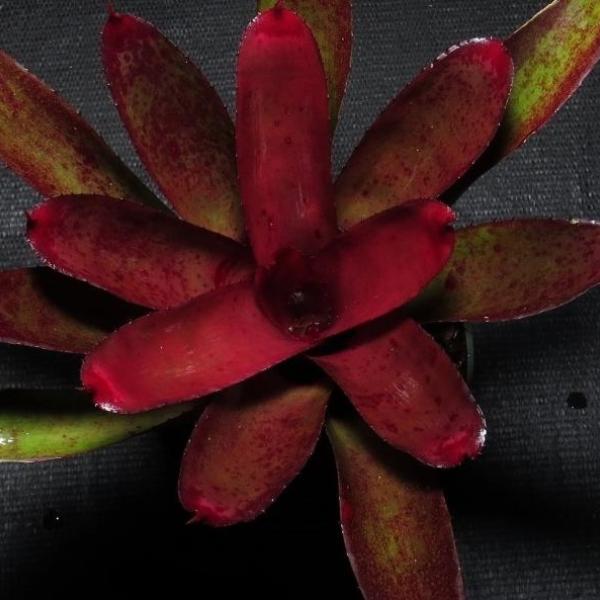 Neoregelia cyanea x 'Darkest Hour' | Bromeliad Paradise
