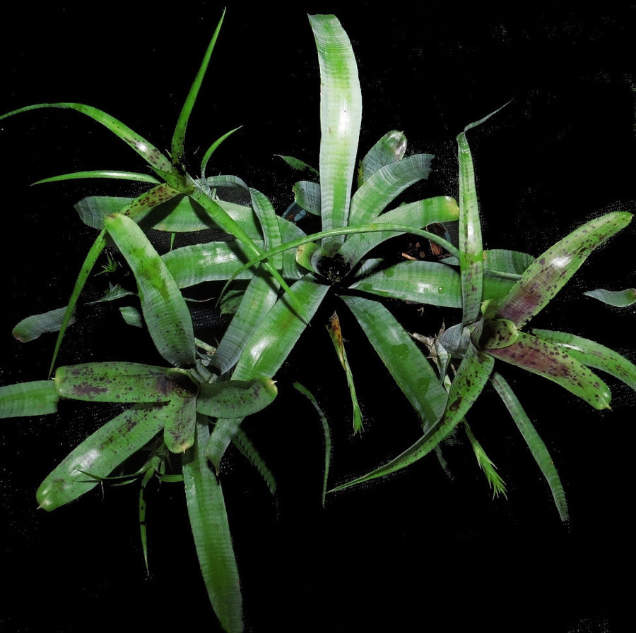 Neoregelia pauciflora