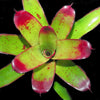 Neoregelia sarmentosa x 'Fosperior' | Bromeliad Paradise