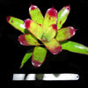 Neoregelia sarmentosa x 'Fosperior' | Bromeliad Paradise