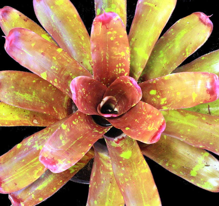 Neoregelia spectablis 'Rubra' | Bromeliad Paradise