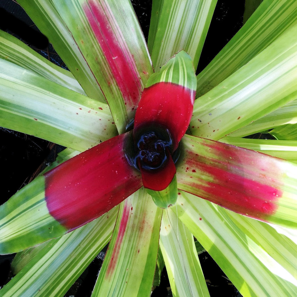 Neoregelia mcwilliamsii 'Variegated'