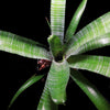 Neoregelia pauciflora 'Large Form'