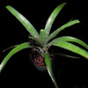 Neoregelia pauciflora 'Large Form'