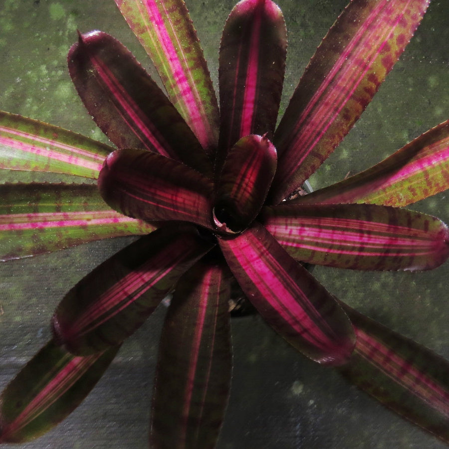 Neoregelia punctatissima 'Variegated'