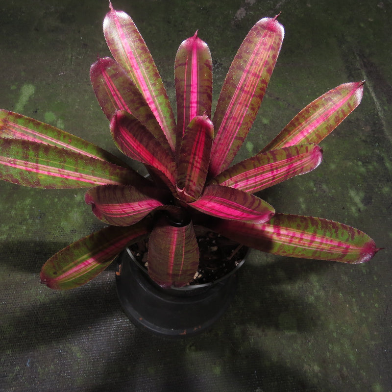 Neoregelia punctatissima 'Variegated' - Bromeliad Paradise