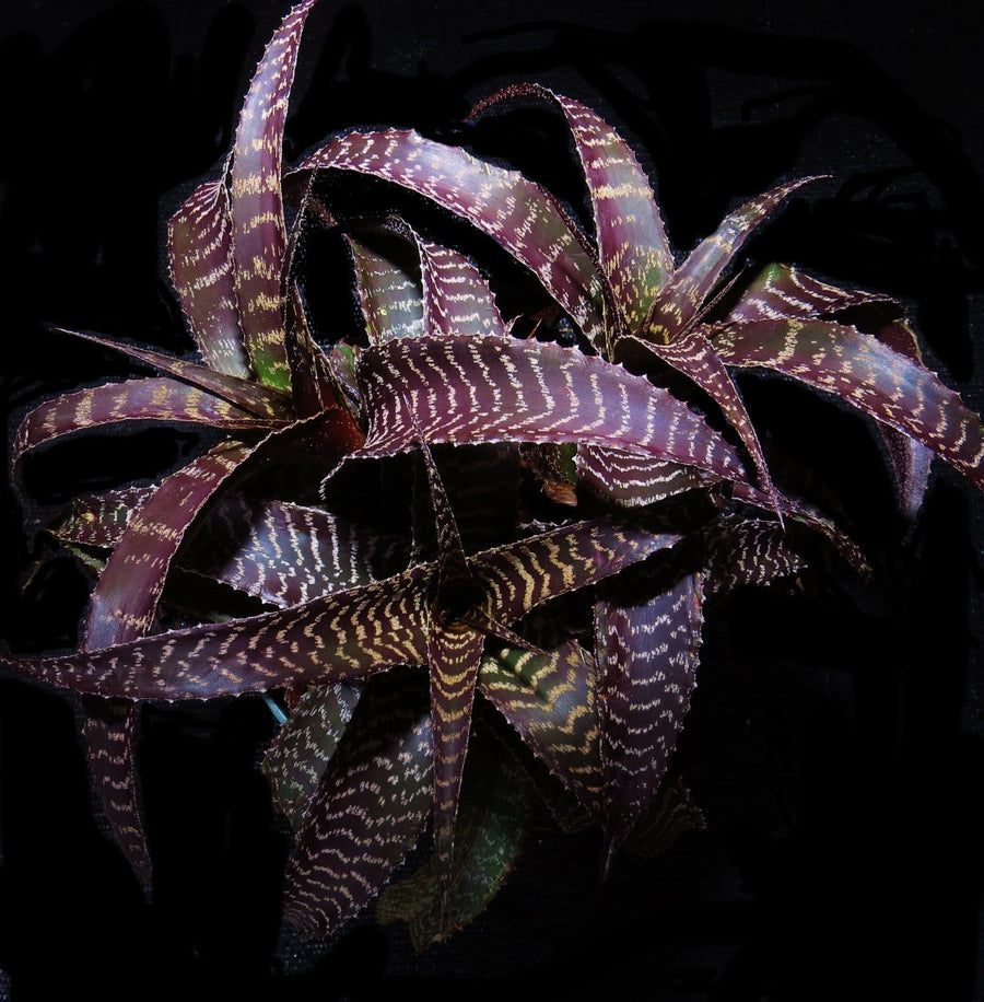 Orthophytum gurkenii