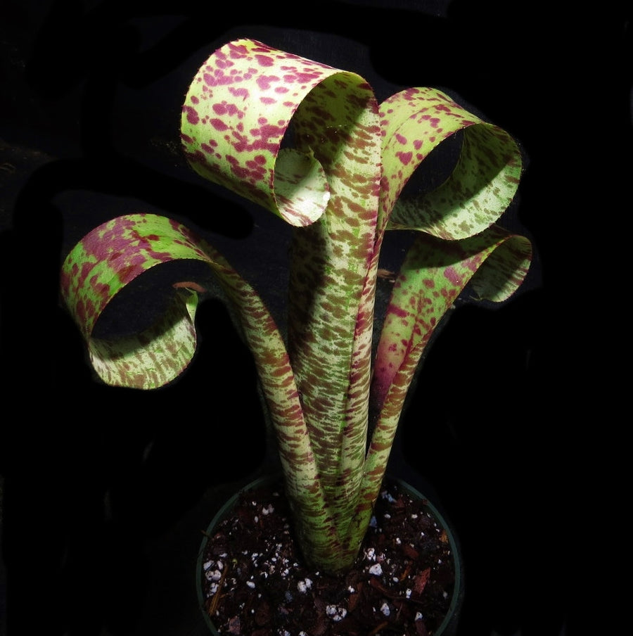 Quesnelia marmorata 'Tim Plowman'