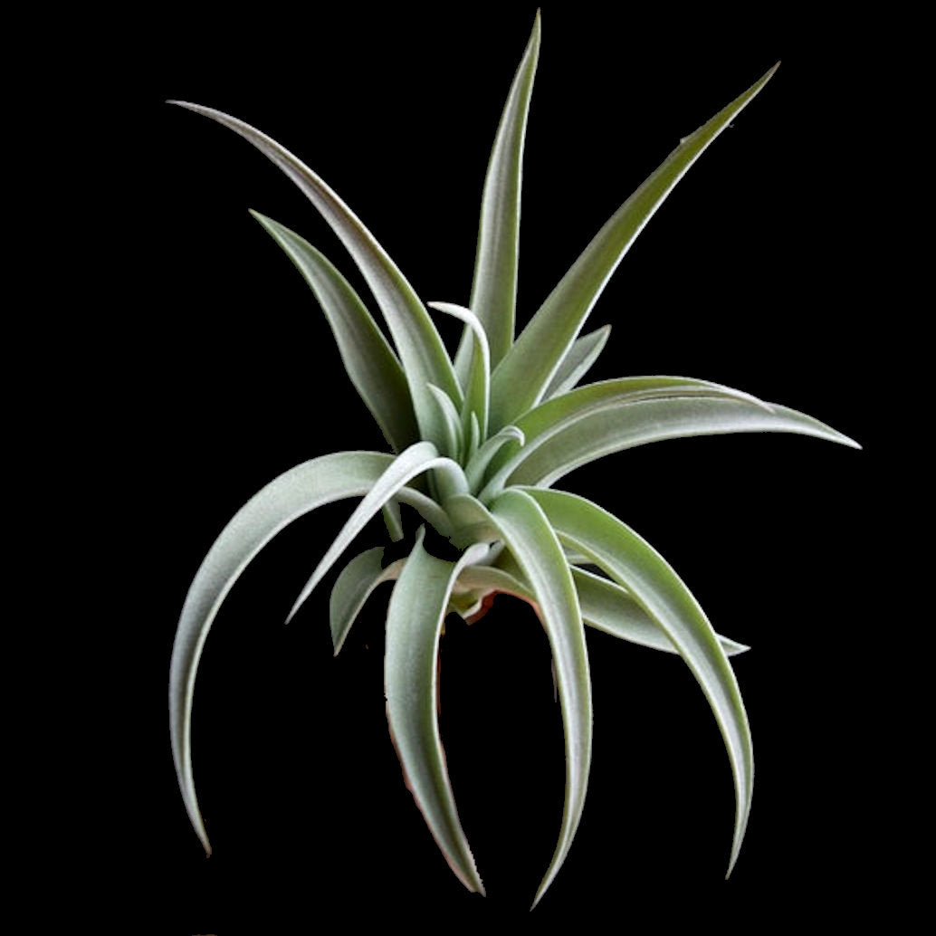 harrisii air plant care Tillandsia harrisii