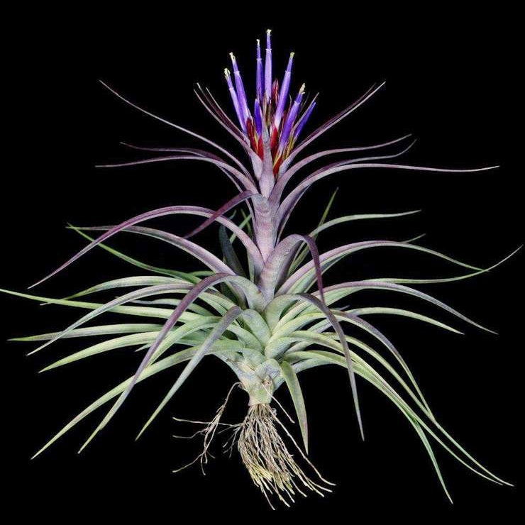 sparkler air plant Tillandsia 'Sparkler'