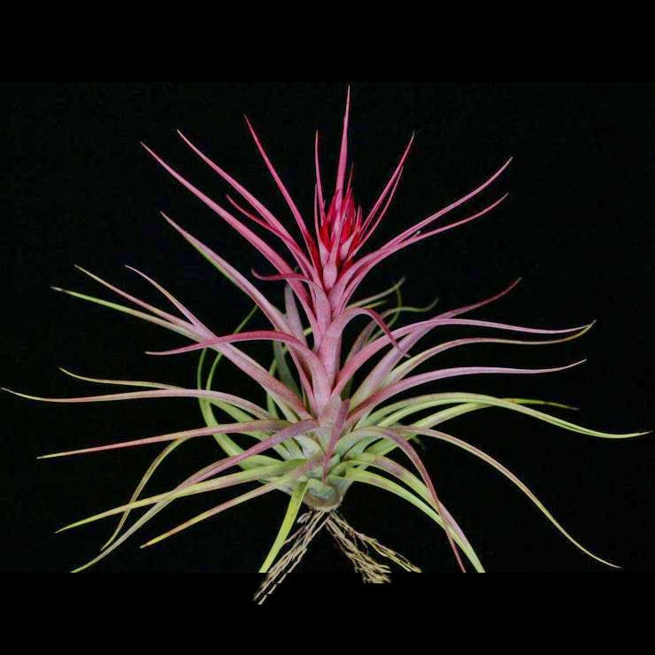 Tillandsia 'Sparkler'