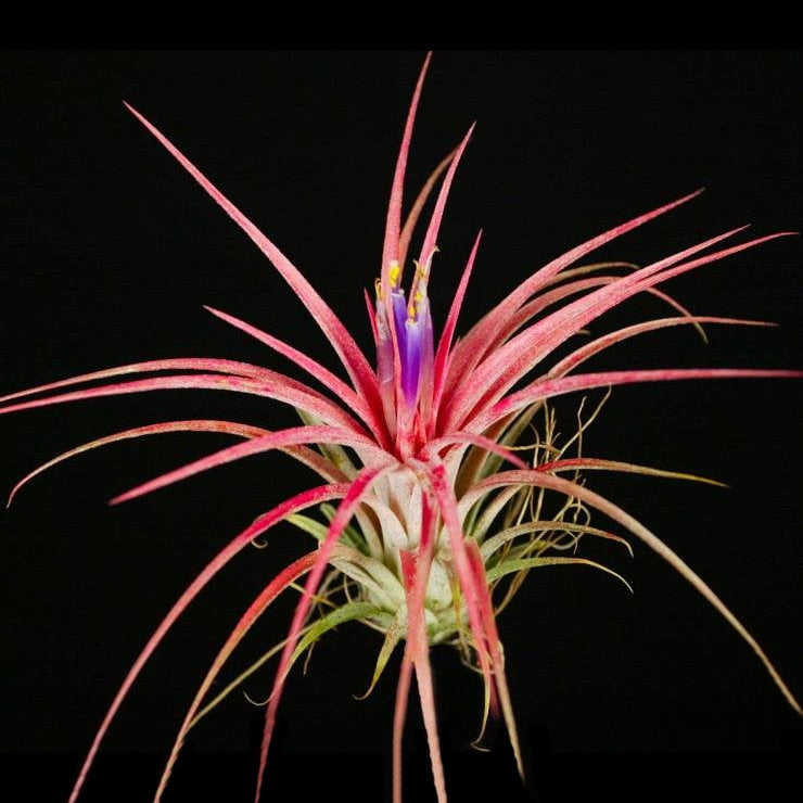 victoriana air plant Tillandsia 'Victoria'