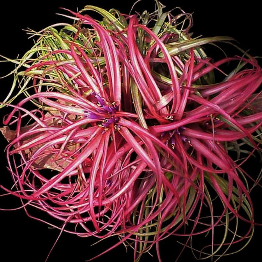 Tillandsia brachycaulous