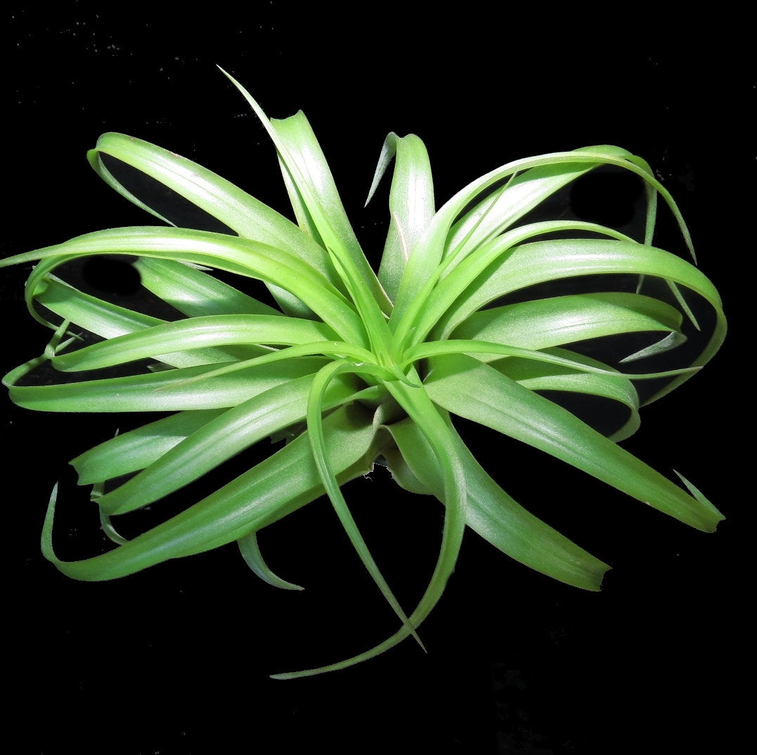 Tillandsia brachycaulous abdita - Bromeliad Paradise