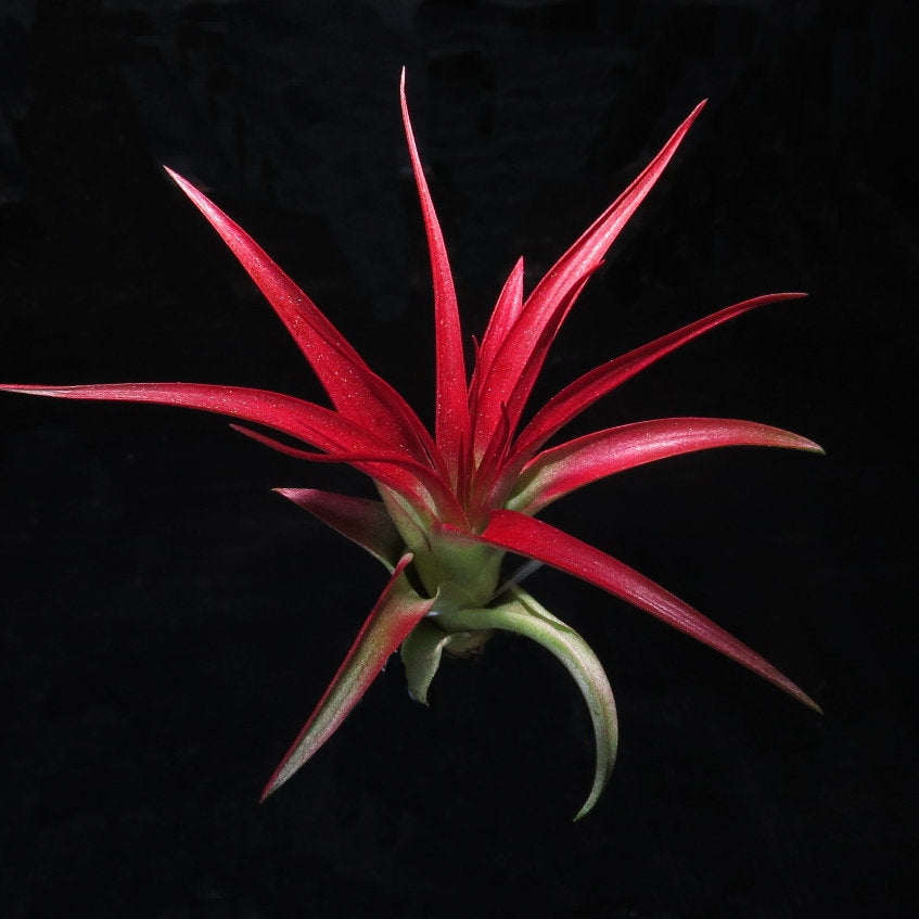 red abdita air plant care Tillandsia brachycaulous abdita