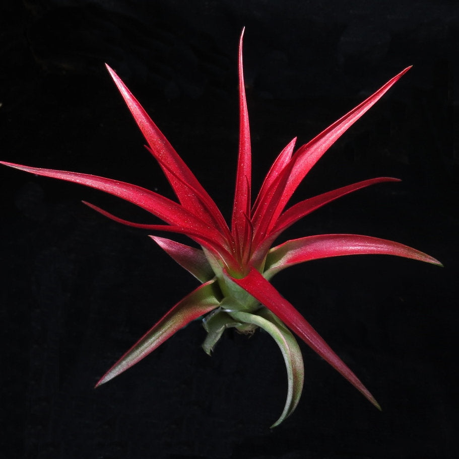 red abdita air plant Tillandsia brachycaulous abdita