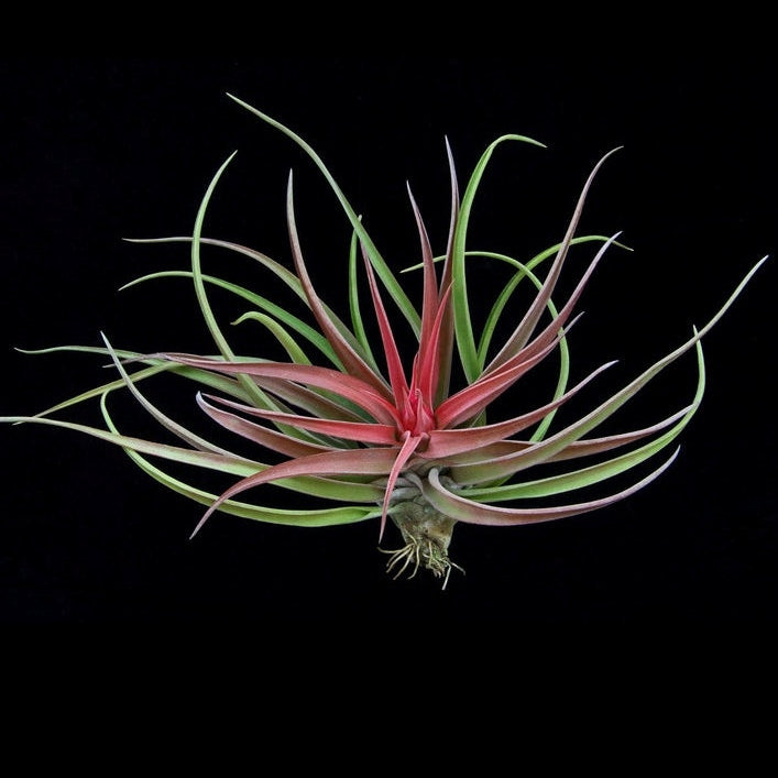 Tillandsia brachycaulous velutina