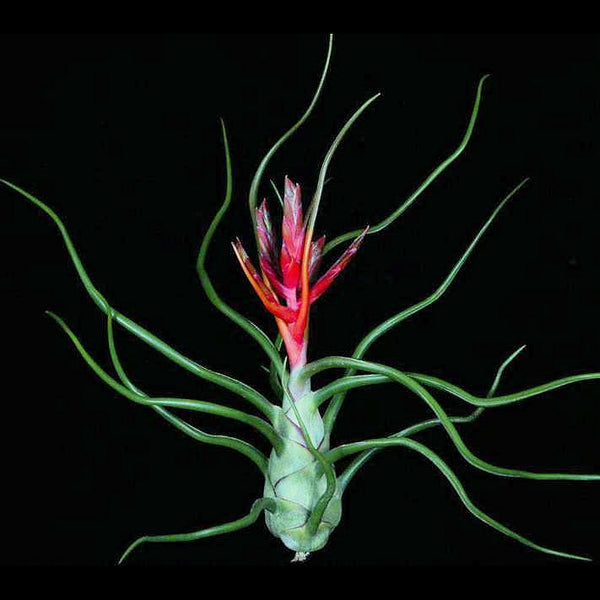 tillandsia bulbosa 'redbull' true