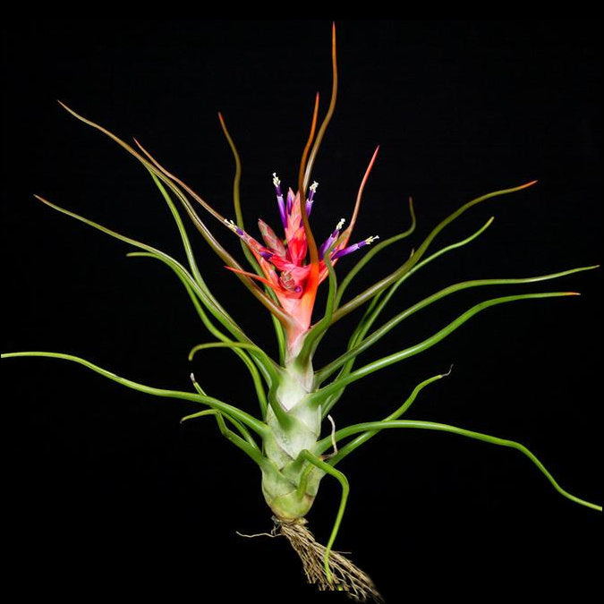 bulbosa belize air plant Tillandsia bulbosa Belize 'Red Form'