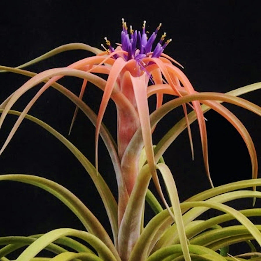 Tillandsia capitata 'Peach'