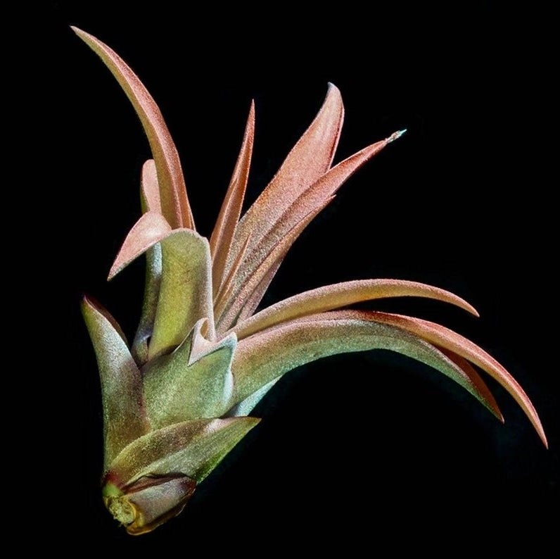 capitata peach air plant care Tillandsia capitata 'Peach'